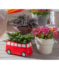 Köcherblümchen, Verschiedene Farben 12 Köcherblümchen, Verschiedene Farben -Gartenpflanzen Verkauf 8811366 WE MO 002 CupheaHyssopifoliaKoecherbluemchen