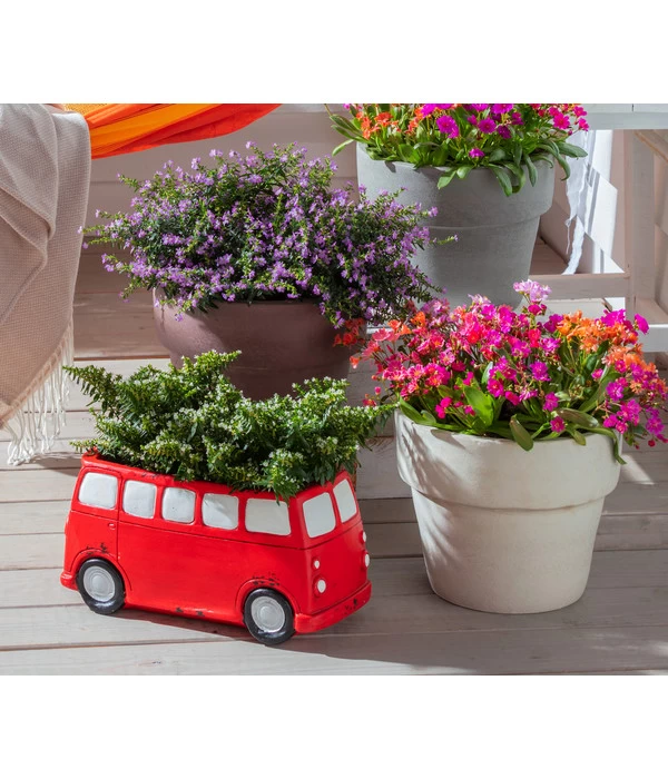 Köcherblümchen, Verschiedene Farben 5 Köcherblümchen, Verschiedene Farben – Bild 5