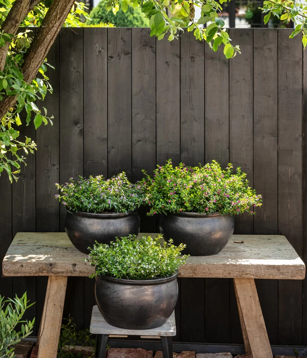 Köcherblümchen, Verschiedene Farben 4 Köcherblümchen, Verschiedene Farben – Bild 4