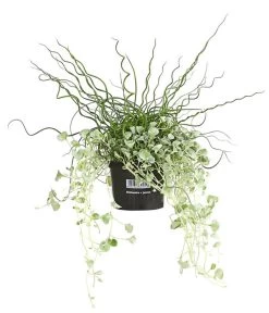 Pflanzen-Duo Herbstregen