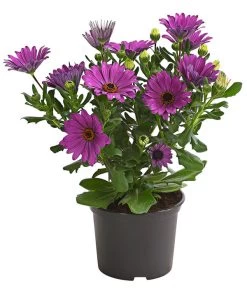 Kapkörbchen, Verschiedene Farben