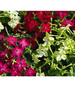 Ziertabak, Verschiedene Farben -Gartenpflanzen Verkauf 8815870 BildFS 001 ZiertabakNicotianaSanderae