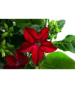 Ziertabak, Verschiedene Farben -Gartenpflanzen Verkauf 8815870 WE DE 001 NicotianaSanderaeT12