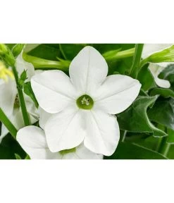 Ziertabak, Verschiedene Farben -Gartenpflanzen Verkauf 8815870 WE DE 001 Nicotiana SanderaeT12