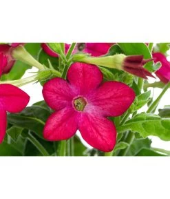 Ziertabak, Verschiedene Farben -Gartenpflanzen Verkauf 8815870 WE DE 002 NicotianaSanderaeT12