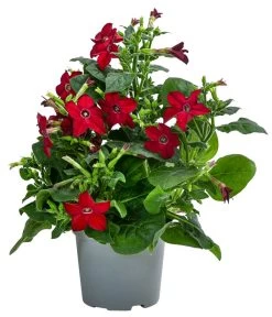 Ziertabak, Verschiedene Farben