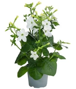 Ziertabak, Verschiedene Farben -Gartenpflanzen Verkauf 8815870 WE FS 004 NicotianaSanderaeT12