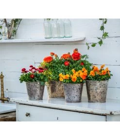 Gänseblümchen, Gefüllt 11 Gänseblümchen, Gefüllt -Gartenpflanzen Verkauf 8817355 8810079 WE MO 001 RanunkelnGaensebluemchen