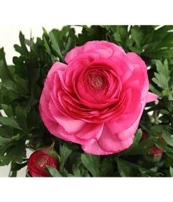 Beet- & Balkonpflanzen-Set Rosa Frühling, 6-teilig -Gartenpflanzen Verkauf 8817355 PR DE 004 RanunkelnT11DehnerExpressHerzig