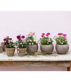 Beet- & Balkonpflanzen-Set Rosa Frühling, 6-teilig -Gartenpflanzen Verkauf 8817355 WE MO 001 FruejahrTrioMixies