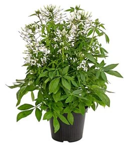 Spinnenpflanze 'Weiß'