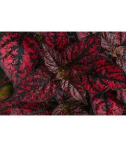 Punktblume 'Hippo', Verschiedene Sorten -Gartenpflanzen Verkauf 8824252 WE DE 001 HippoMixT12