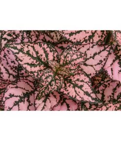 Punktblume 'Hippo', Verschiedene Sorten -Gartenpflanzen Verkauf 8824252 WE DE 002 HippoMixT12