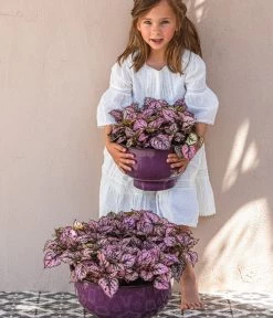 Punktblume 'Hippo', Verschiedene Sorten -Gartenpflanzen Verkauf 8824252 WE MO 002 PunktblumeHippo