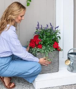 Silberregen -Gartenpflanzen Verkauf 8826190 WE MO 001 SalivaT12 RotBlau