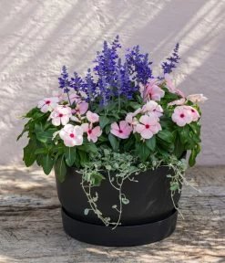 Silberregen -Gartenpflanzen Verkauf 8826190 WE MO 002 SalviafrainaceaSalbeiT12