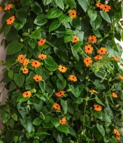 Schwarzäugige Susanne -Gartenpflanzen Verkauf 8826505 WE MO 001 ThunbergiaAlataSchwarzaeugigeSusanneT13