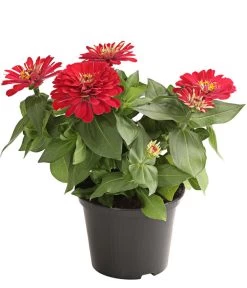 Zwergzinnie, Verschiedene Sorten 9 Zwergzinnie, Verschiedene Sorten -Gartenpflanzen Verkauf 8826778 WE FS 001 ZwergzinnieZinniaElegansT13RotDehnerExpressHerzig