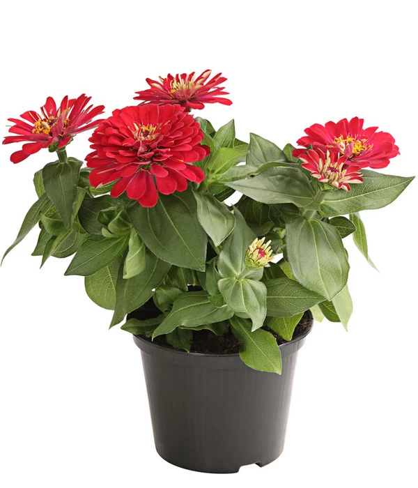 Zwergzinnie, Verschiedene Sorten 4 Zwergzinnie, Verschiedene Sorten – Bild 4