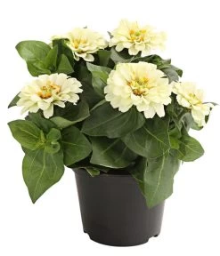 Zwergzinnie, Verschiedene Sorten 10 Zwergzinnie, Verschiedene Sorten -Gartenpflanzen Verkauf 8826778 WE FS 001 ZwergzinnieZinniaElegansT13WeissDehnerExpressHerzig