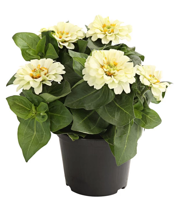 Zwergzinnie, Verschiedene Sorten 5 Zwergzinnie, Verschiedene Sorten – Bild 5