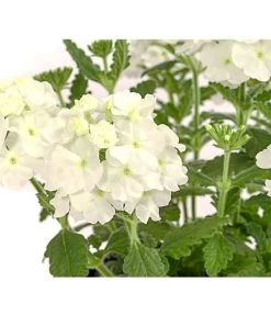 Eisenkraut, Verschiedene Farben 23 Eisenkraut, Verschiedene Farben -Gartenpflanzen Verkauf 8826828 PR DE 001 VerbenaEisenkrautMixT13DehnerExpressHerzig