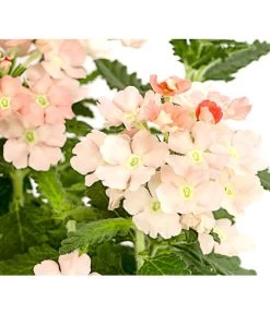 Eisenkraut, Verschiedene Farben 22 Eisenkraut, Verschiedene Farben -Gartenpflanzen Verkauf 8826828 PR DE 002 VerbenaEisenkrautMixT13DehnerExpressHerzig