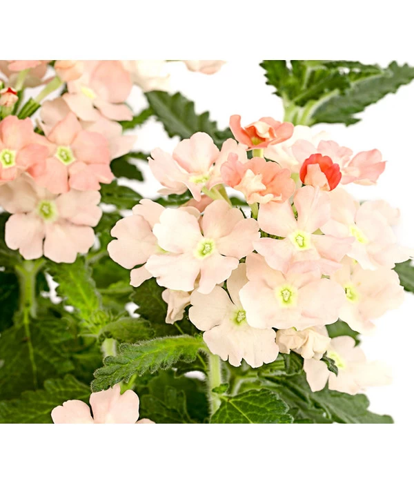 Eisenkraut, Verschiedene Farben 11 Eisenkraut, Verschiedene Farben – Bild 11