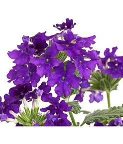 Eisenkraut, Verschiedene Farben 21 Eisenkraut, Verschiedene Farben -Gartenpflanzen Verkauf 8826828 PR DE 003 VerbenaEisenkrautMixT13DehnerExpressHerzig