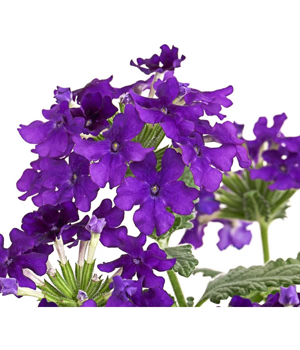 Eisenkraut, Verschiedene Farben 10 Eisenkraut, Verschiedene Farben – Bild 10