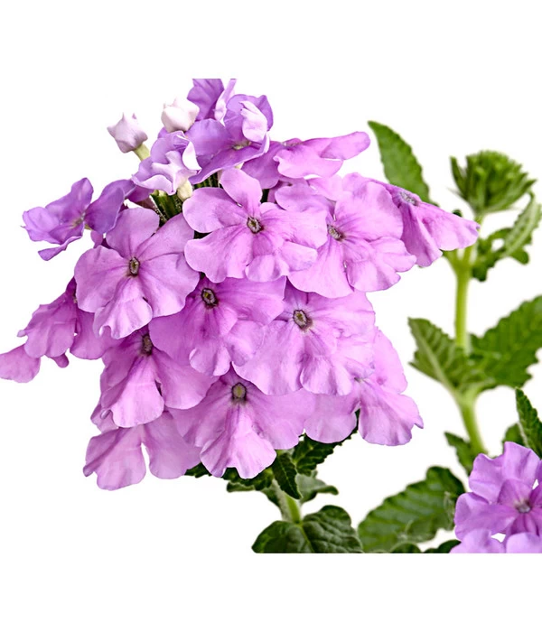 Eisenkraut, Verschiedene Farben 9 Eisenkraut, Verschiedene Farben – Bild 9