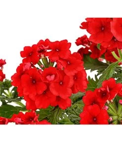 Eisenkraut, Verschiedene Farben 19 Eisenkraut, Verschiedene Farben -Gartenpflanzen Verkauf 8826828 PR DE 005 VerbenaEisenkrautMixT13DehnerExpressHerzig