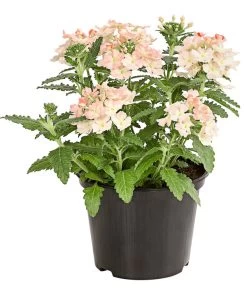 Eisenkraut, Verschiedene Farben 16 Eisenkraut, Verschiedene Farben -Gartenpflanzen Verkauf 8826828 PR FS 002 VerbenaEisenkrautMixT13DehnerExpressHerzig