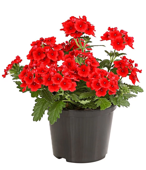 Eisenkraut, Verschiedene Farben 2 Eisenkraut, Verschiedene Farben – Bild 2