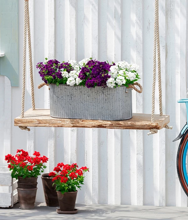 Eisenkraut, Verschiedene Farben 7 Eisenkraut, Verschiedene Farben – Bild 7