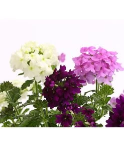 Eisenkraut-Trio 6 Eisenkraut-Trio -Gartenpflanzen Verkauf 8827388 WE DE 001 EisenkrautVerbenaHybrideTrioT13OWDehnerExpressHerzig