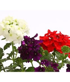 Eisenkraut-Trio 7 Eisenkraut-Trio -Gartenpflanzen Verkauf 8827388 WE DE 002 EisenkrautVerbenaHybrideTrioT13OWDehnerExpressHerzig