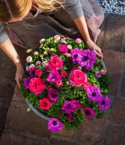 Beet- & Balkonpflanzen-Set Rosa Frühling, 6-teilig -Gartenpflanzen Verkauf 8827982 WE MO 003 BB SetFruehjahrRosa