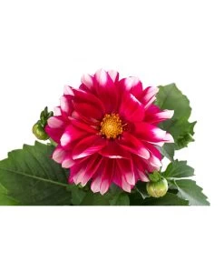 Zwergdahlie, Besonderheit -Gartenpflanzen Verkauf 8829939 WE DE 001 ZwergdahlieBesonderheitT12