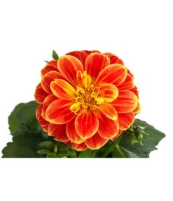 Zwergdahlie, Besonderheit -Gartenpflanzen Verkauf 8829939 WE DE 002 ZwergdahlieBesonderheitT12