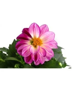 Zwergdahlie, Besonderheit -Gartenpflanzen Verkauf 8829939 WE DE 004 ZwergdahlieBesonderheitT12