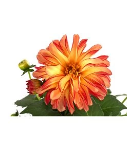 Zwergdahlie, Besonderheit -Gartenpflanzen Verkauf 8829939 WE DE 005 ZwergdahlieBesonderheitT12