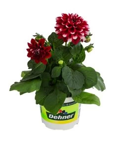 Zwergdahlie, Besonderheit -Gartenpflanzen Verkauf 8829939 WE FS 003 ZwergdahlieBesonderheitT12