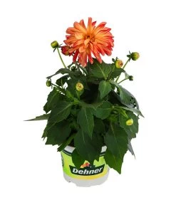 Zwergdahlie, Besonderheit -Gartenpflanzen Verkauf 8829939 WE FS 005 ZwergdahlieBesonderheitT12