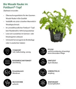 Bio Wasabi Rauke Im Pottburri®-Topf 6 Bio Wasabi Rauke Im Pottburri®-Topf -Gartenpflanzen Verkauf 8830291 WE IG 001 BioWasabiRaukeimPottburriTopf