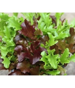 Bio Schnittsalat Im Pottburri®-Topf 5 Bio Schnittsalat Im Pottburri®-Topf -Gartenpflanzen Verkauf 8830309 WE FS 001 BioPBSchnittsalat