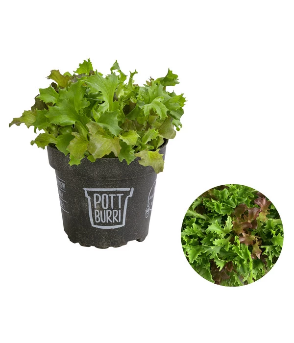 Bio Schnittsalat Im Pottburri®-Topf 1 Bio Schnittsalat Im Pottburri®-Topf