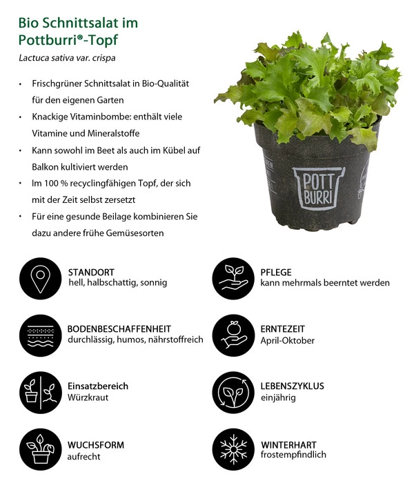Bio Schnittsalat Im Pottburri®-Topf 2 Bio Schnittsalat Im Pottburri®-Topf – Bild 2