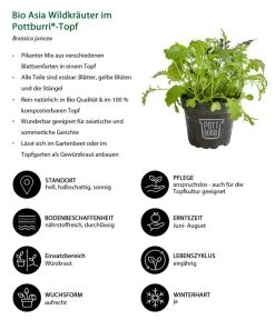 Bio Asia Wildkräuter Im Pottburri®-Topf -Gartenpflanzen Verkauf 8830473 WE IG 001 BioAsiaWildkraeuterimPottburriTopf