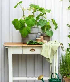 Bioland Gurke, Veredelt -Gartenpflanzen Verkauf 8830663 WE MO 002 Gurke CucurbitaePepoZucchiniGruen 1